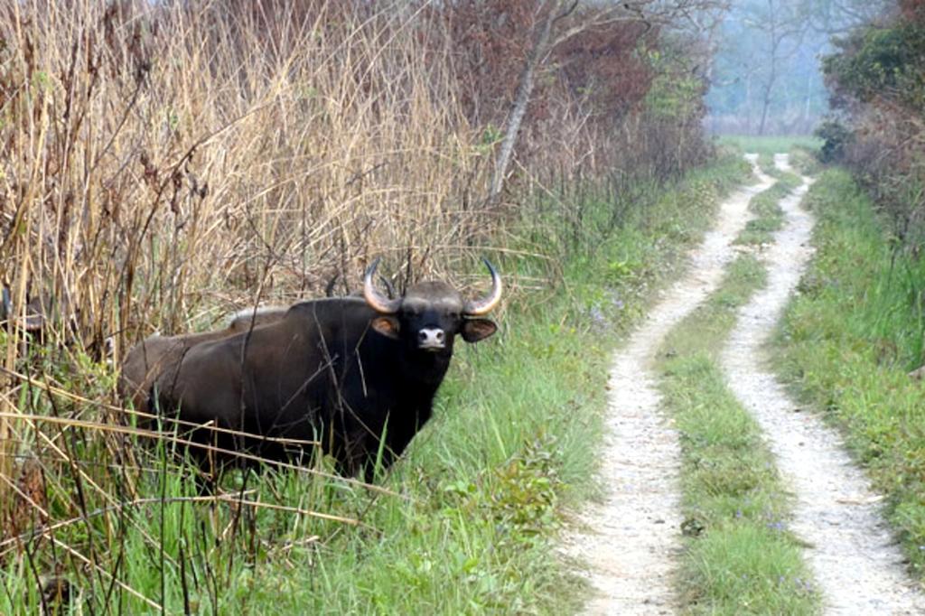 Chitwan Safari Camp & Lodge Sauraha Exterior photo