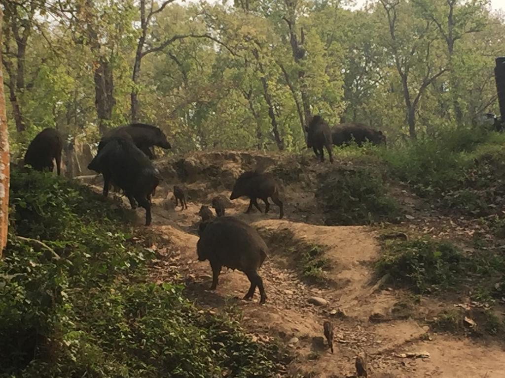Chitwan Safari Camp & Lodge Sauraha Exterior photo